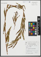 Foto von Salix purpurea L. x Salix viminalis L.